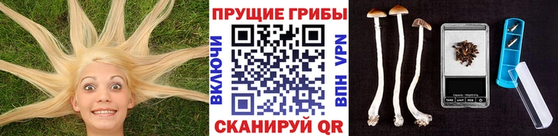 Псилоцибиновые грибы GOLDEN TEACHER  купить   Бабаево 